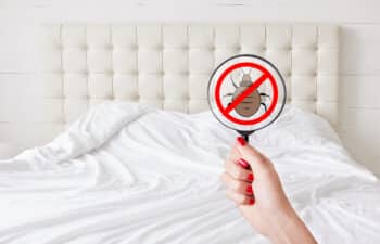 أفضل 5 طرق للتخلص من البراغيث في الفراش